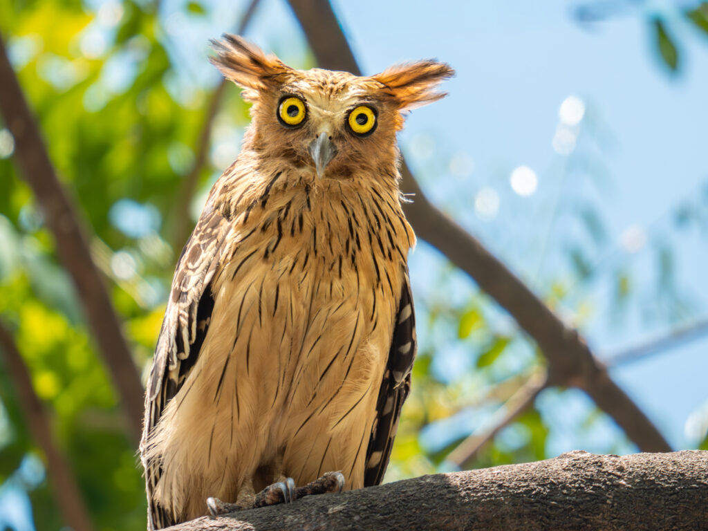 Buffy Fish Owl｜マレーウオミミズク
