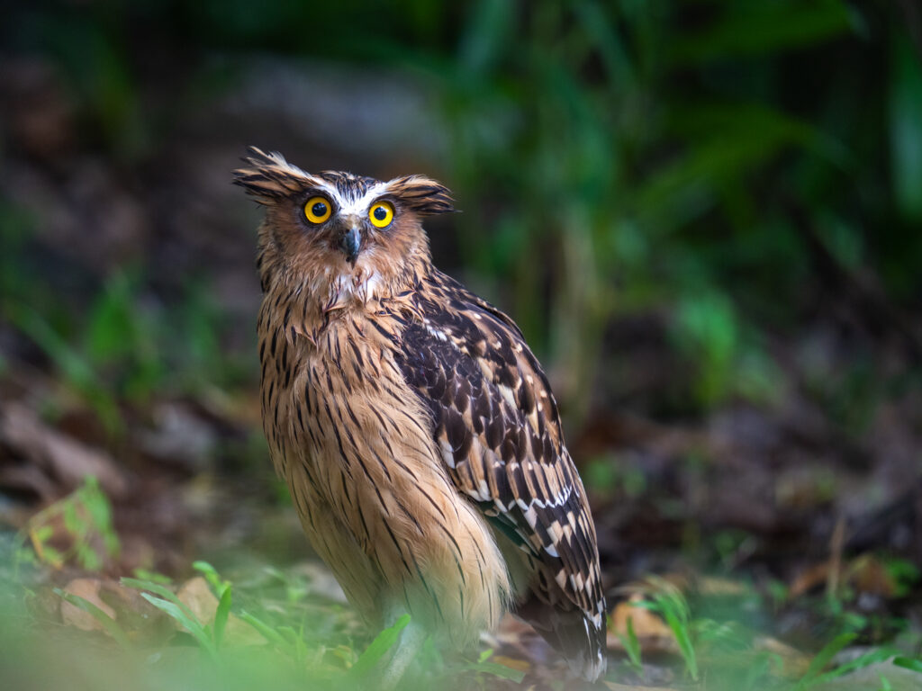 マレーウオミミズク｜Buffy Fish Owl