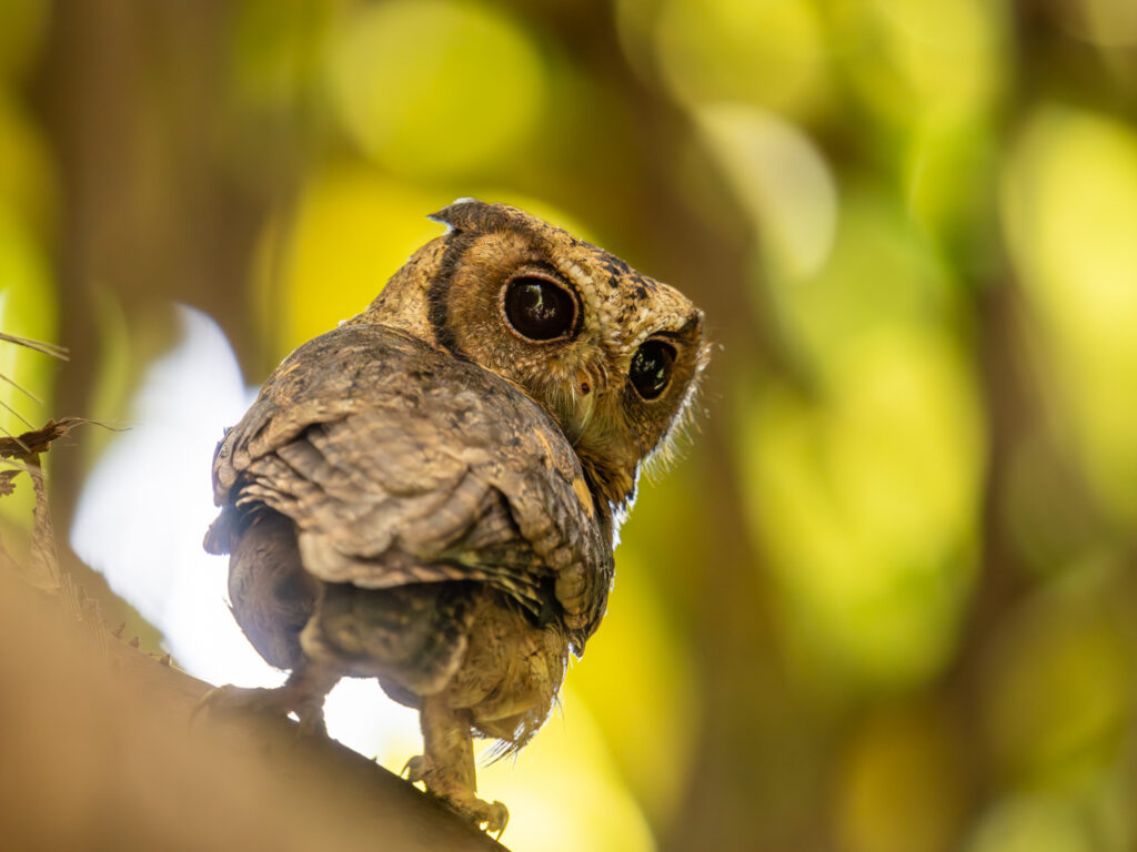 ヒガシオオコノハズク｜Collared Scops Owl