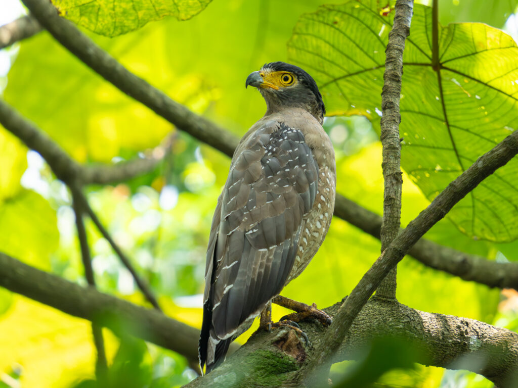 Crested Serpent Eagle｜カンムリワシ