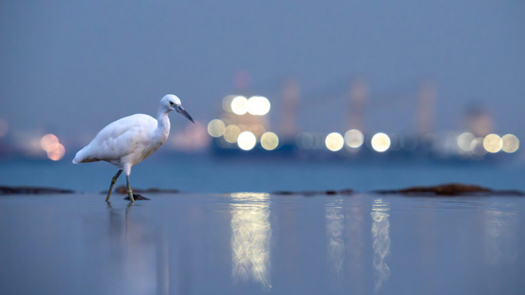 クロサギ（白型）｜Eastern Reef Heron