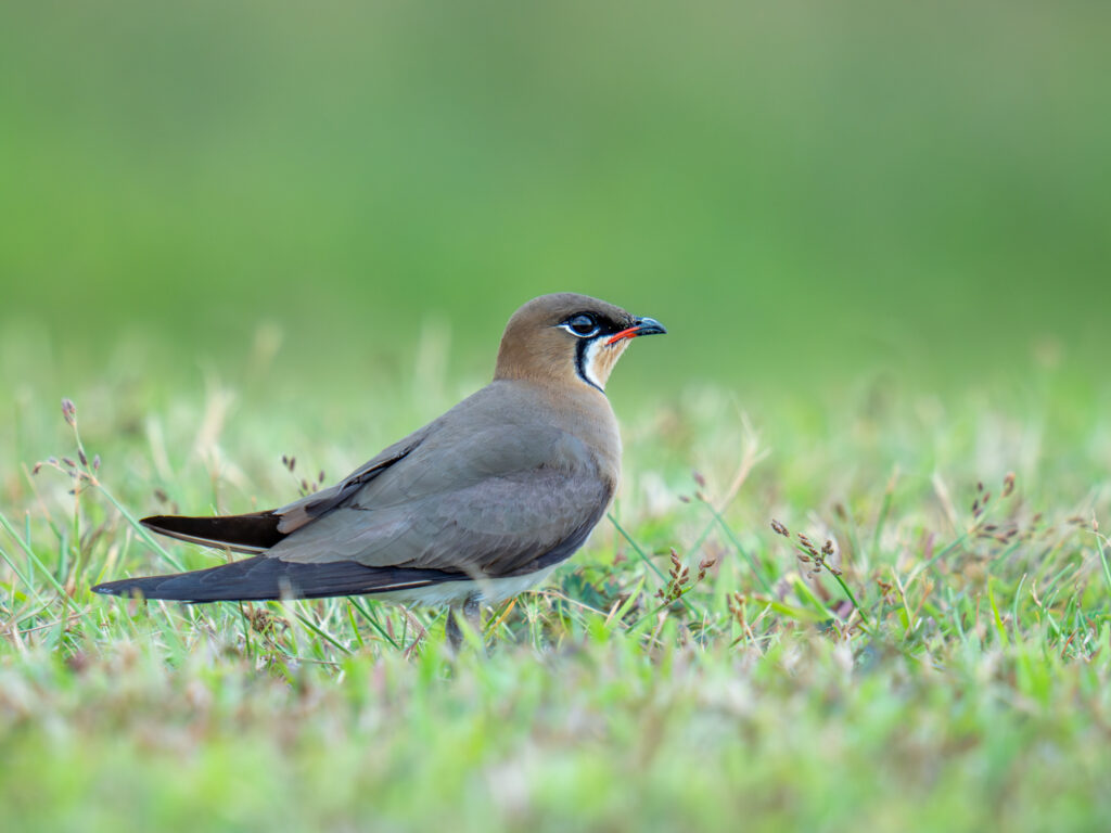 Oriental pratincole ｜ツバメチドリ