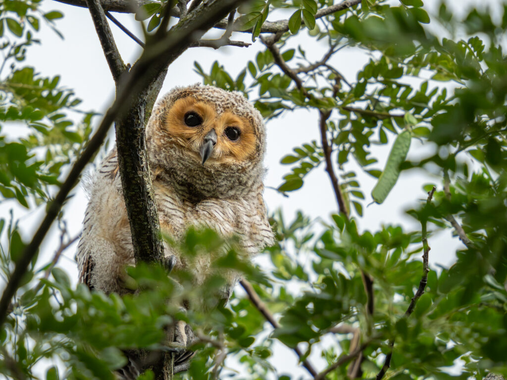Spotted Wood Owl マレーモリフクロウ