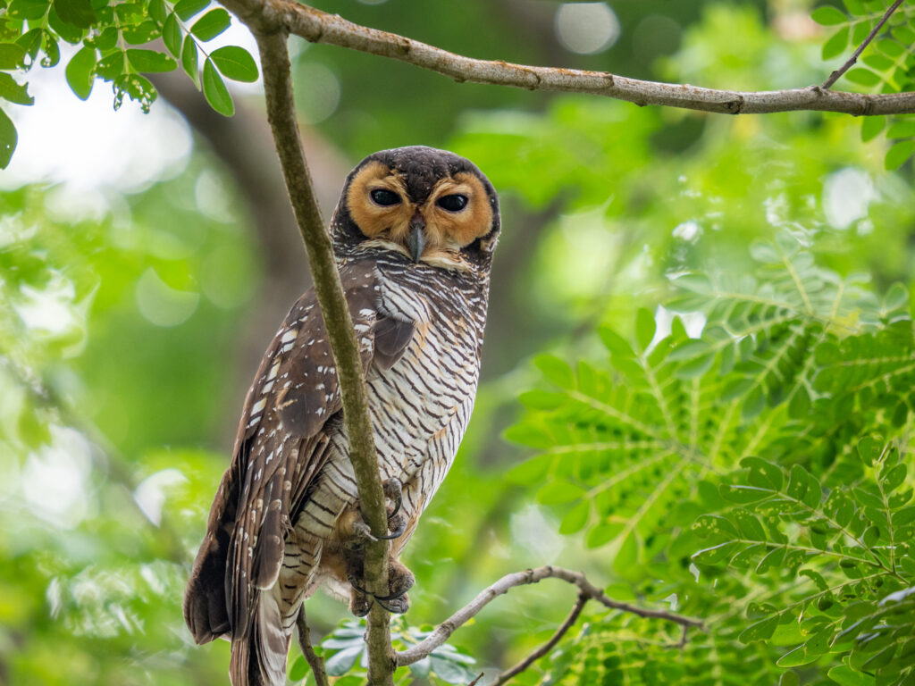 マレーモリフクロウ｜Spotted Wood Owl
