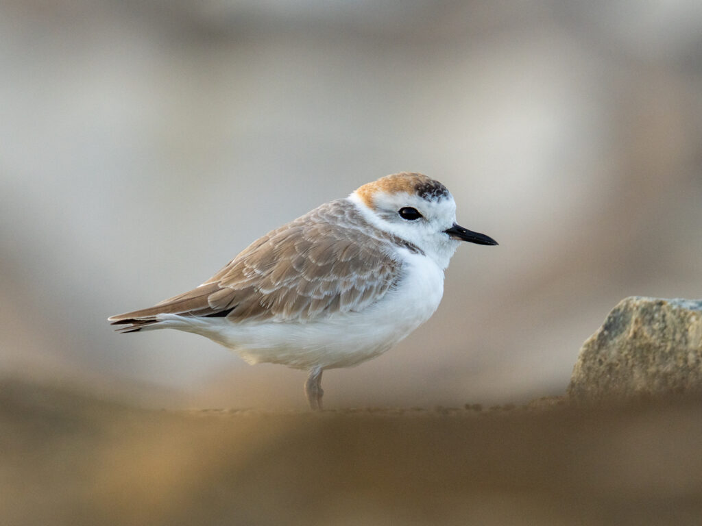 White-faced Plover カオジロシロチドリ