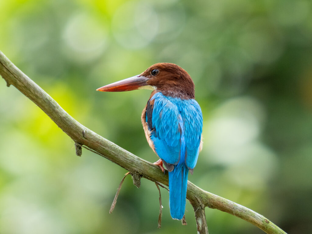 アオショウビン White-throated Kingfisher
