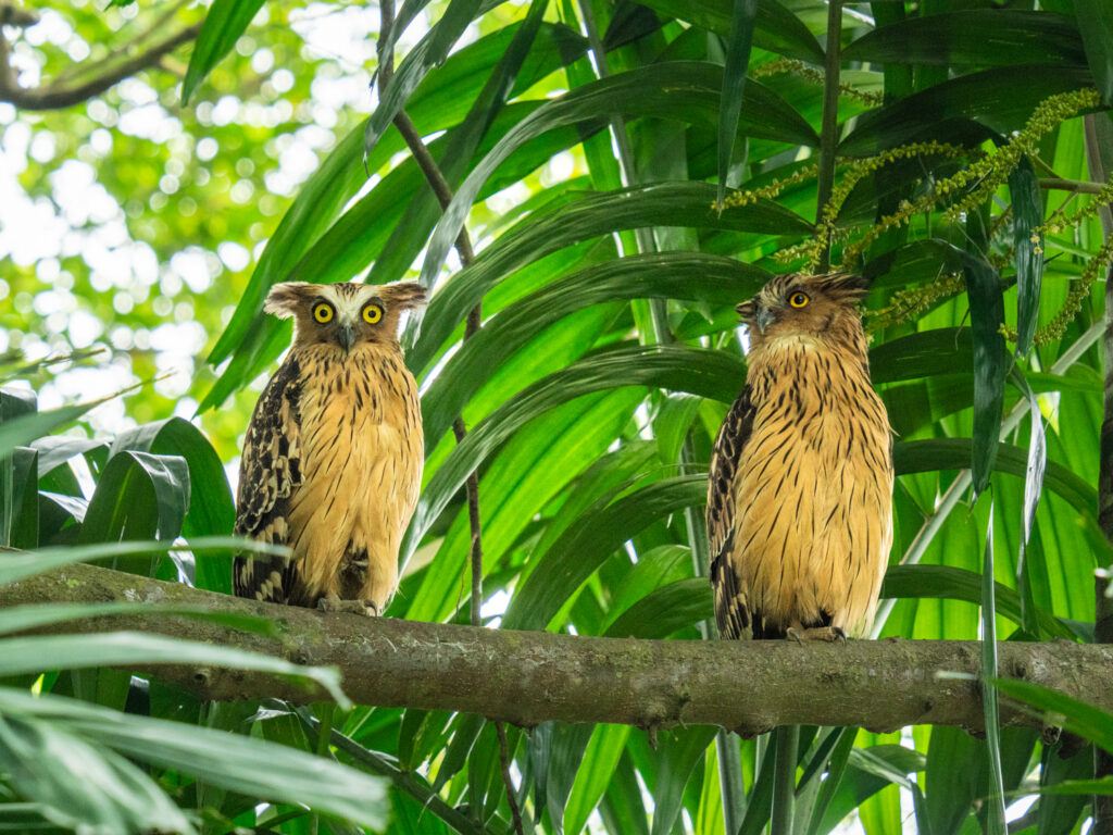 pair of Buffy Fish Owls