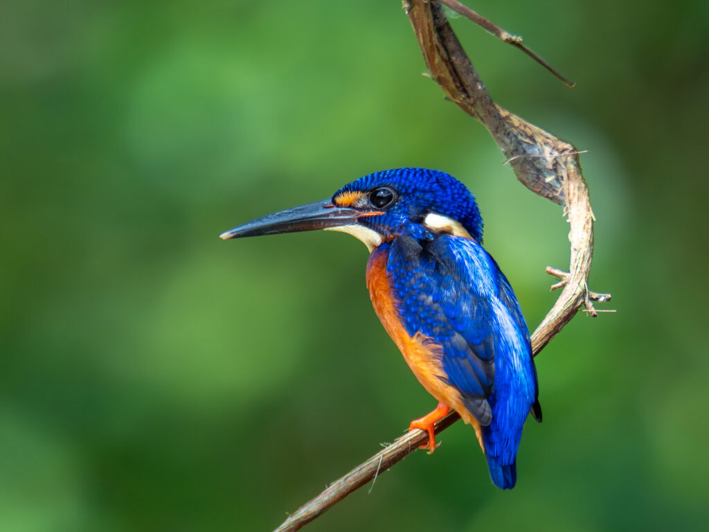 ルリカワセミ Blue-eared Kingfisher