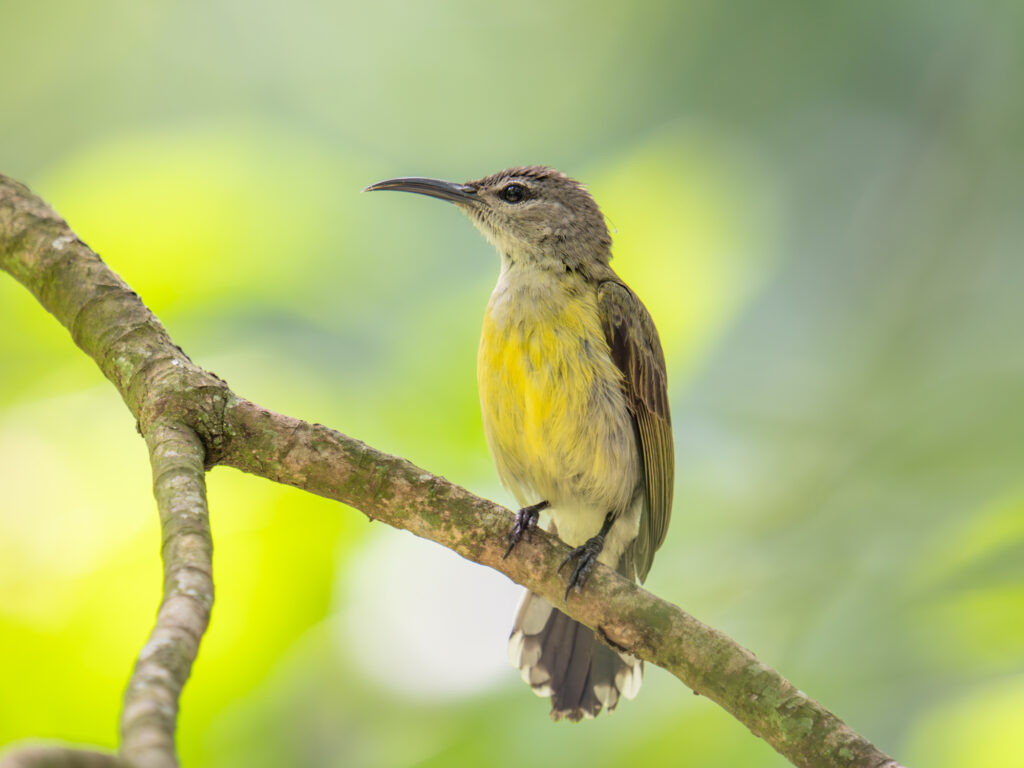 ノドアカタイヨウチョウ｜Copper-throated Sunbird