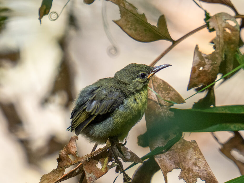 ノドアカタイヨウチョウ｜Copper-throated Sunbird