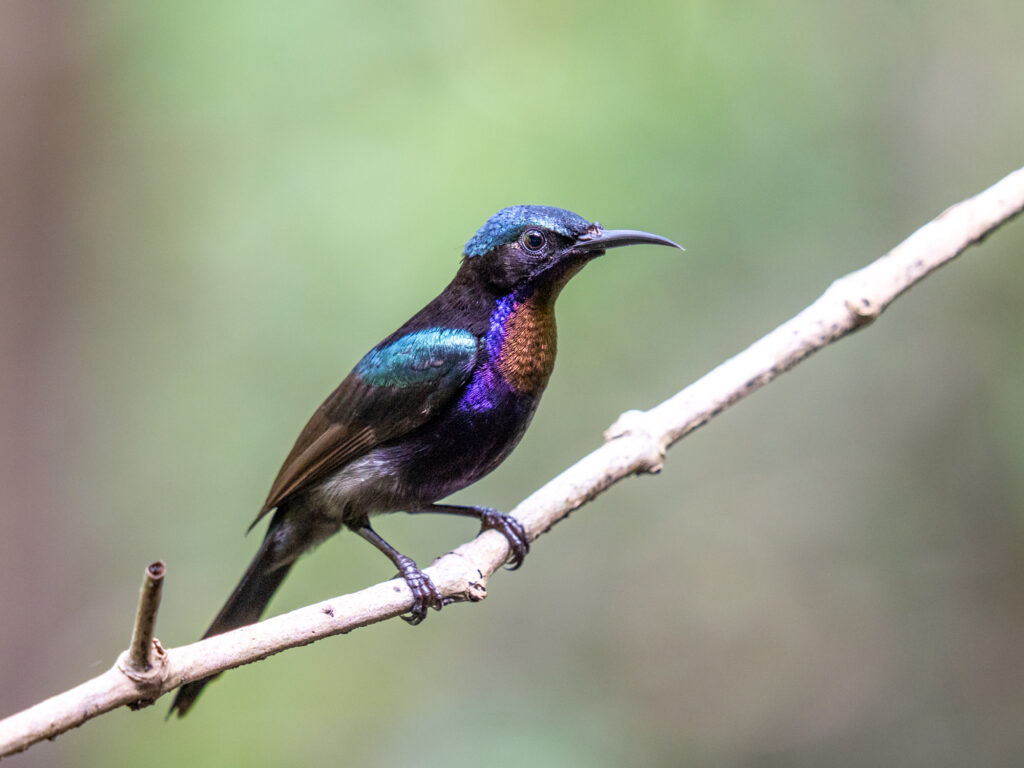 ノドアカタイヨウチョウ｜Copper-throated Sunbird