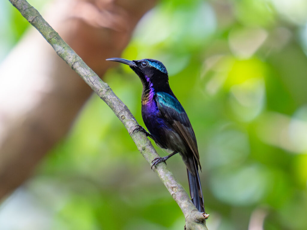 ノドアカタイヨウチョウ｜Copper-throated Sunbird