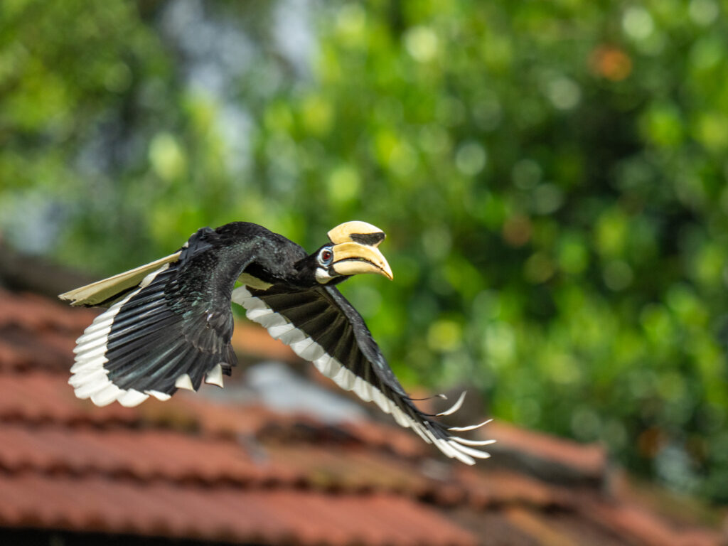 シロクロコサイチョウ｜Oriental Pied Hornbill