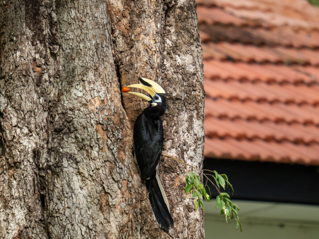 シロクロコサイチョウ｜Oriental Pied Hornbill