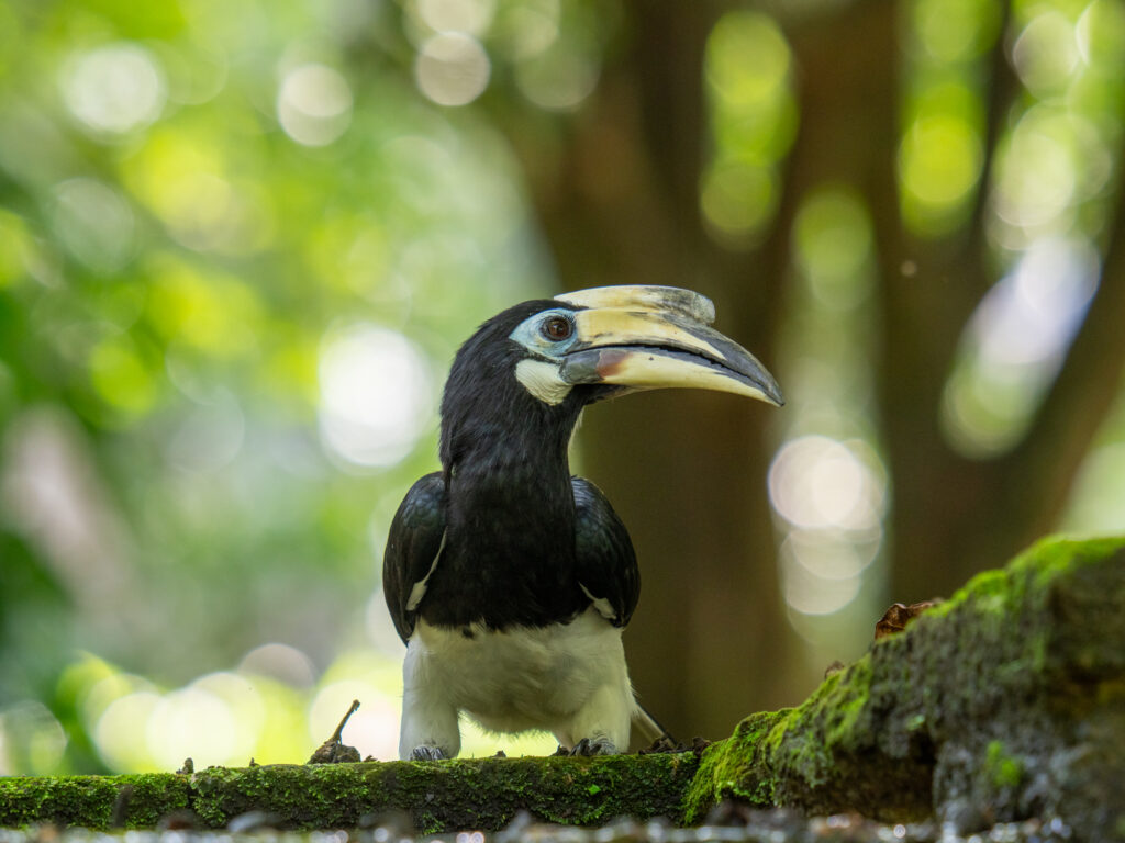シロクロコサイチョウ｜Oriental Pied Hornbill