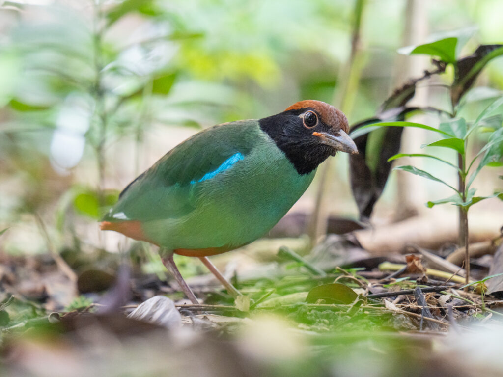 ズグロヤイロチョウ Western Hooded Pitta