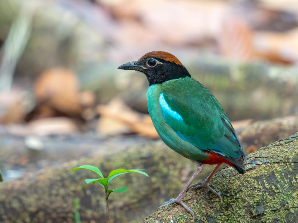 ズグロヤイロチョウ Western Hooded Pitta