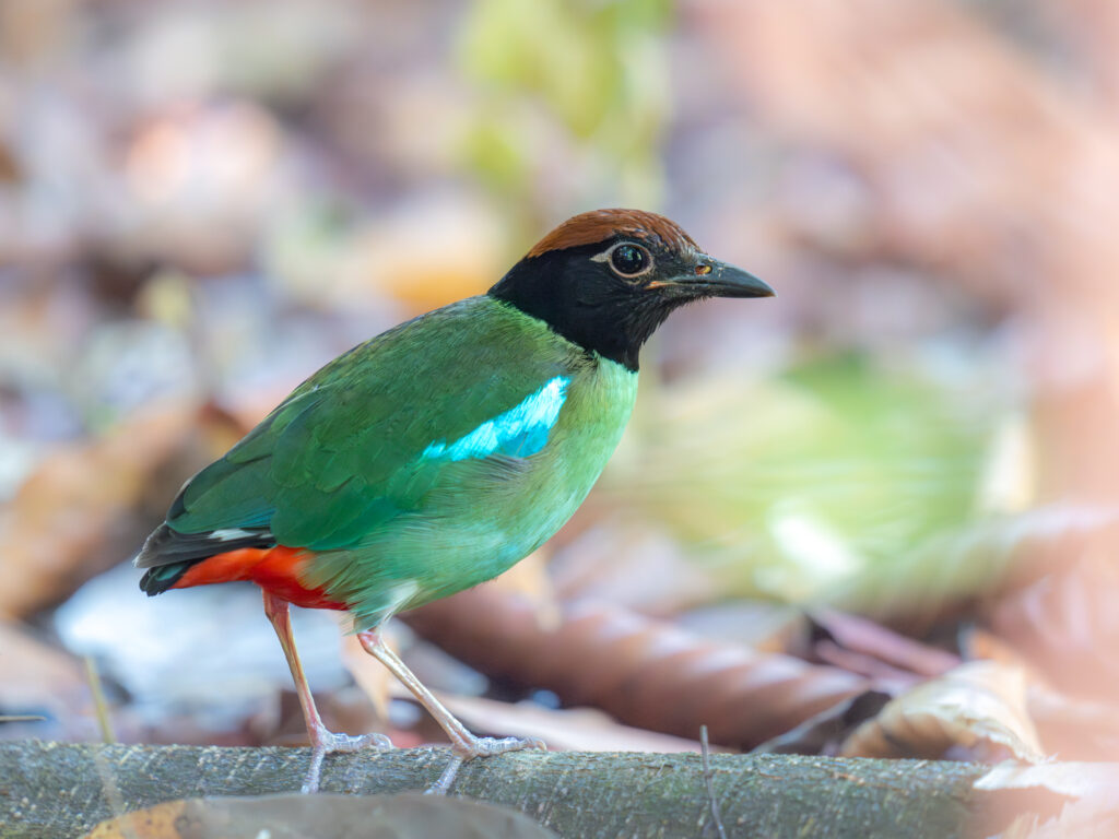 Western Hooded Pitta