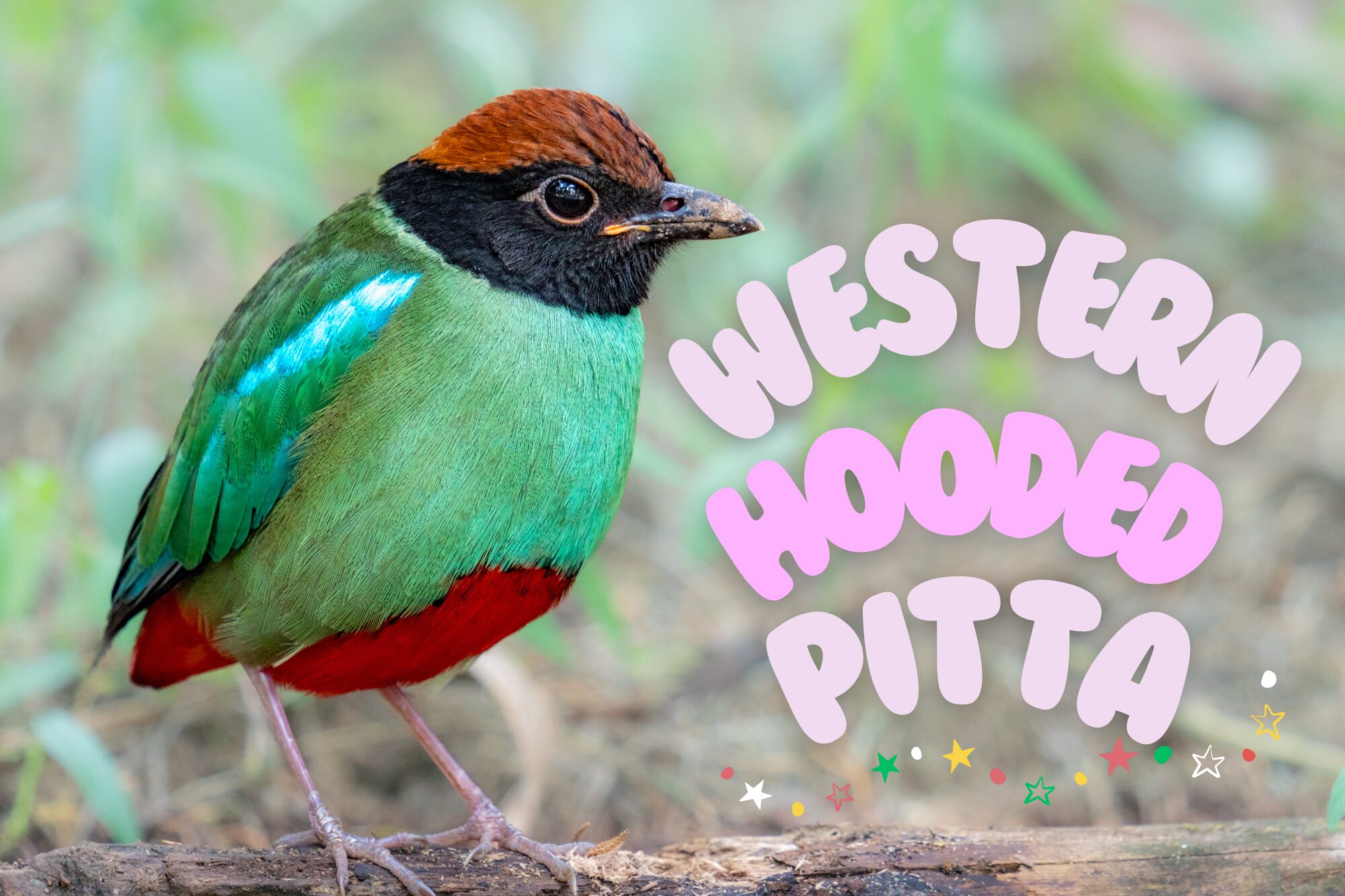 シンガポールで野鳥観察｜ズグロヤイロチョウ Western Hooded Pittaの