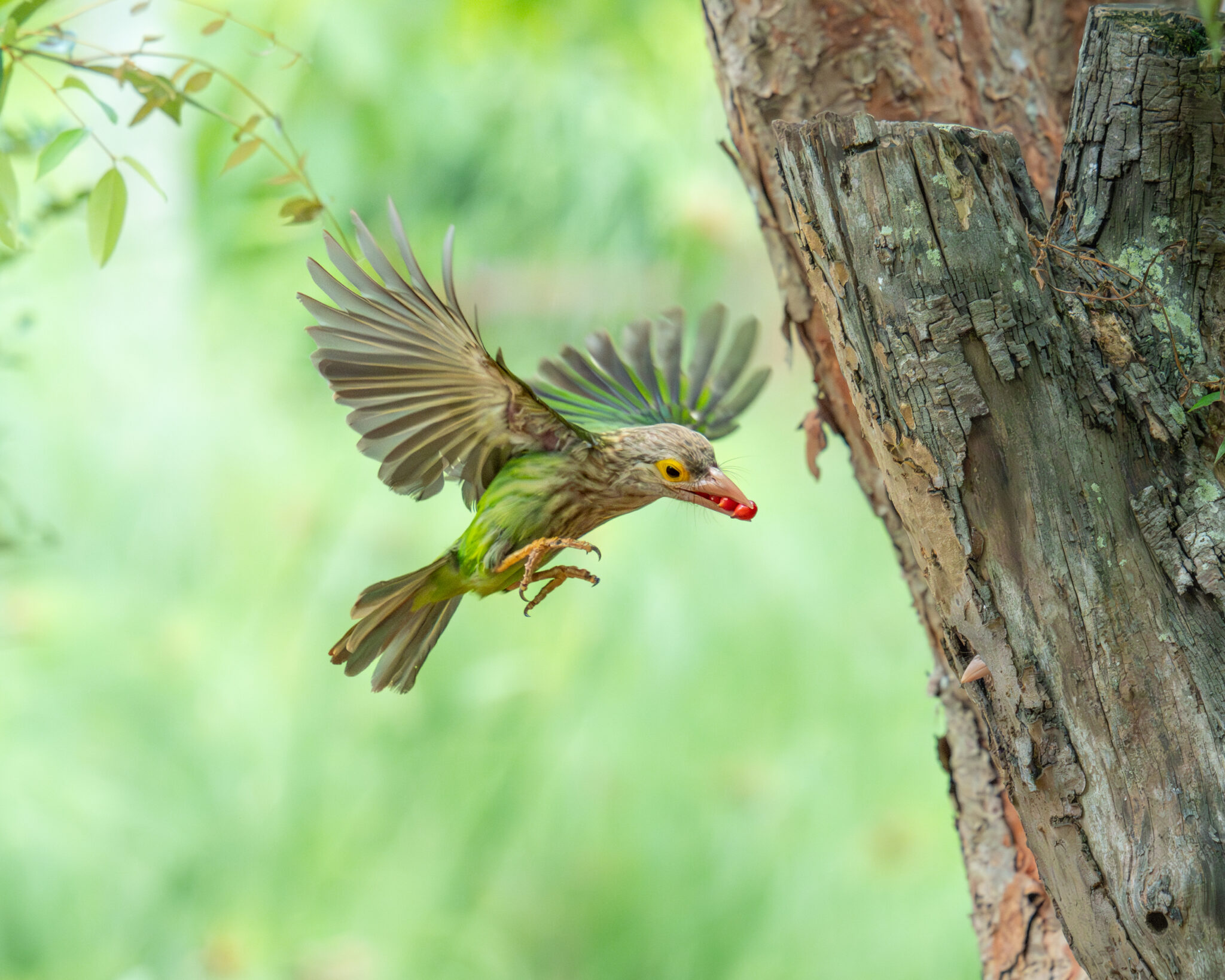 Linadted 【シンガポール野鳥観察】シロボシオオゴシキドリ|Lineated Barbet|見つけ方・鳴き声・子育てシーズン | 鳥のいる旅