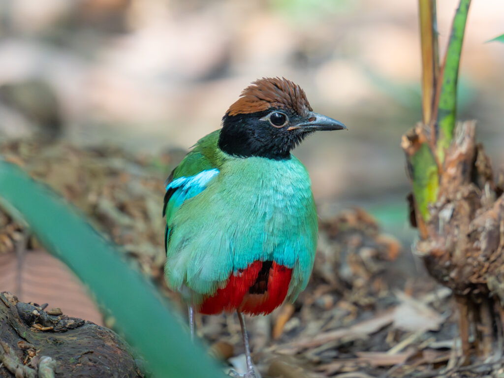 Western Hooded Pitta
