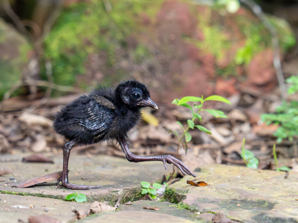 ナンヨウオオクイナ Red-legged Crake Juvenile