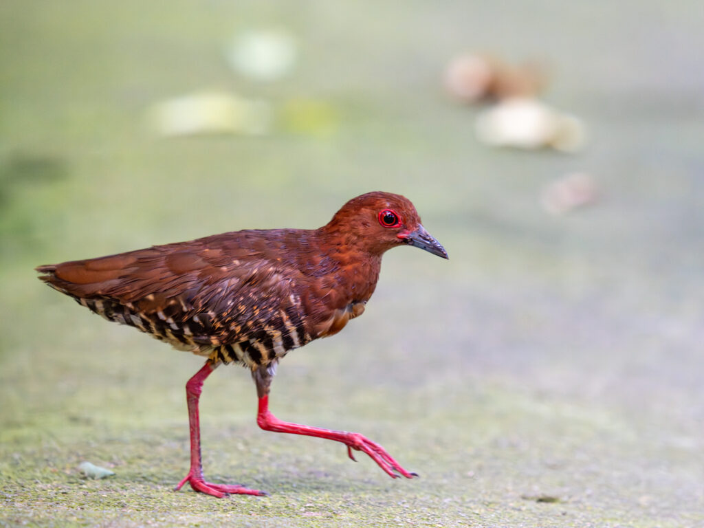 ナンヨウオオクイナ｜Red-legged Crake