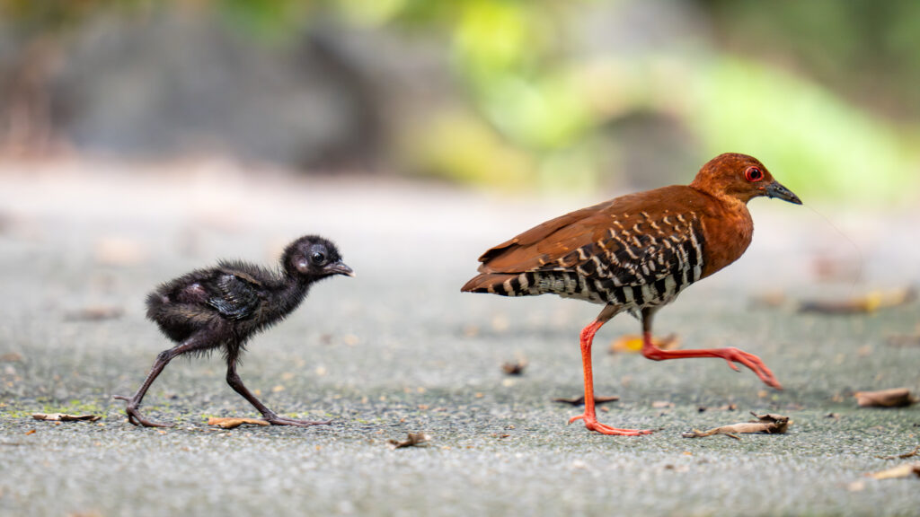 ナンヨウオオクイナ｜Red-legged Crake