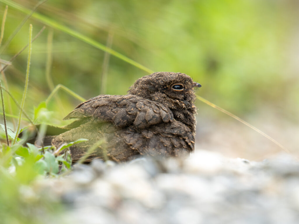 シロアゴヨタカ Savanna Nightjar