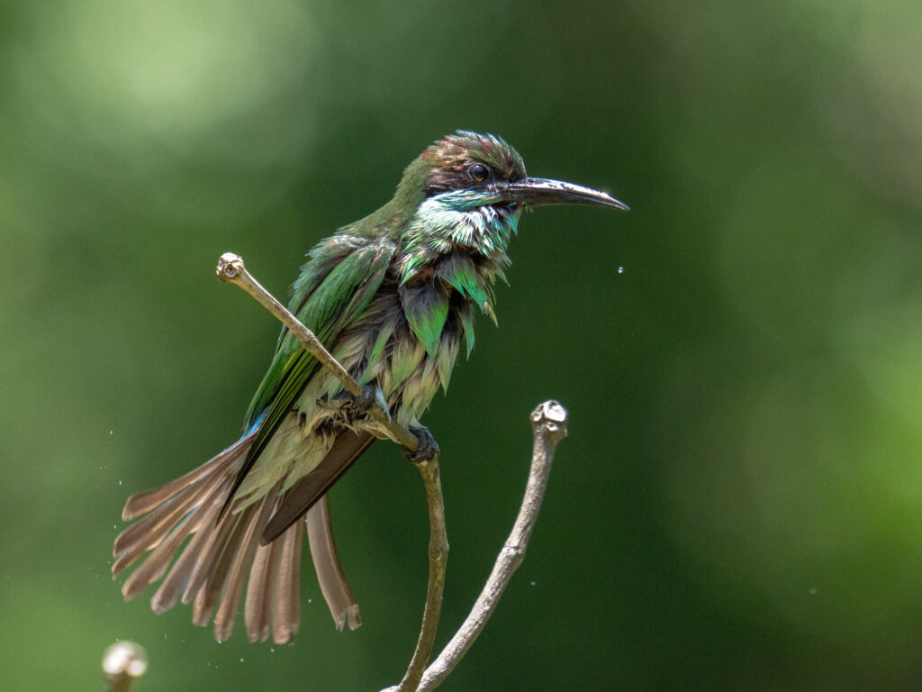 ルリノドハチクイ(Blue-throated Bee-eater)