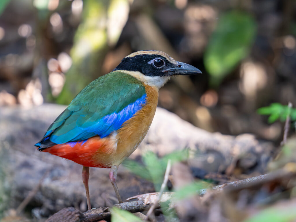 ミナミヤイロチョウ(Blue-winged Pitta)