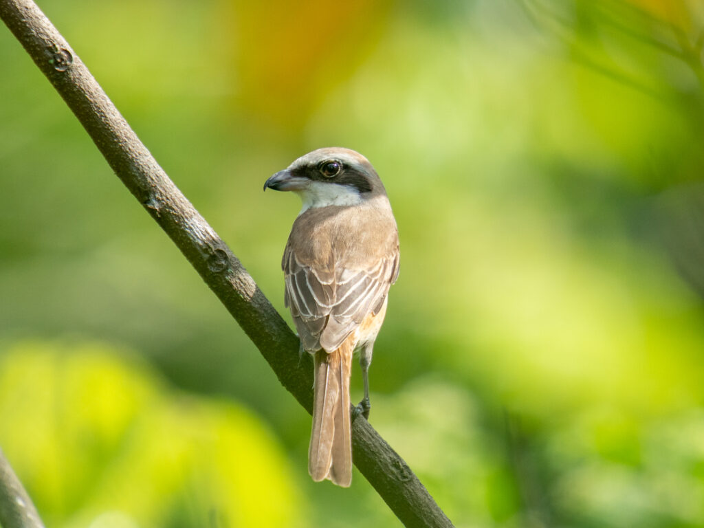 アカモズ(Brown Shrike)