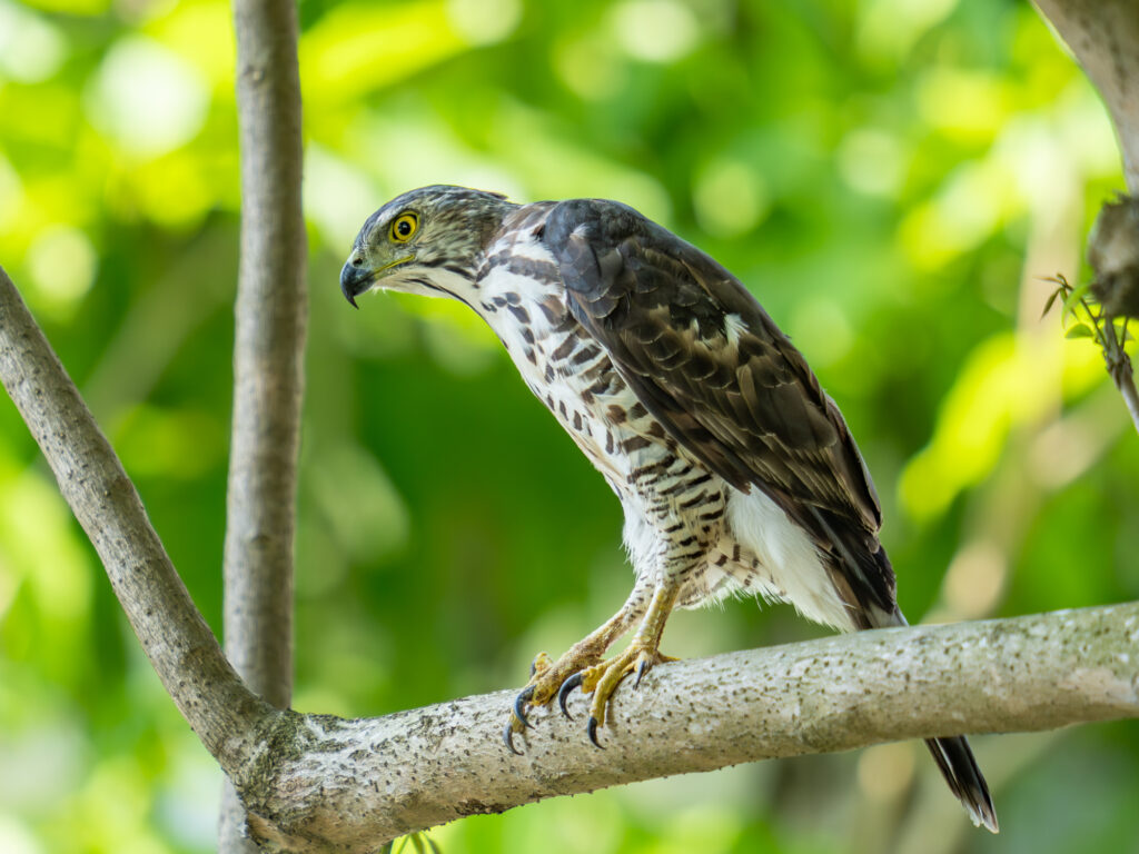 カンムリワシ(Crested Goshawk)