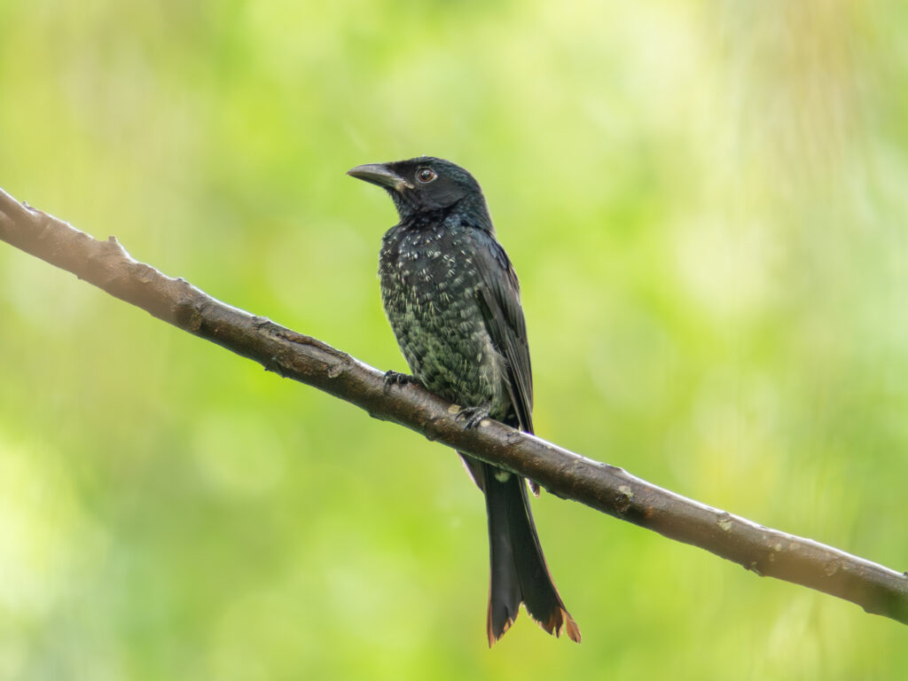 ハシブトオウチュウ(Crow-billed Drongo)