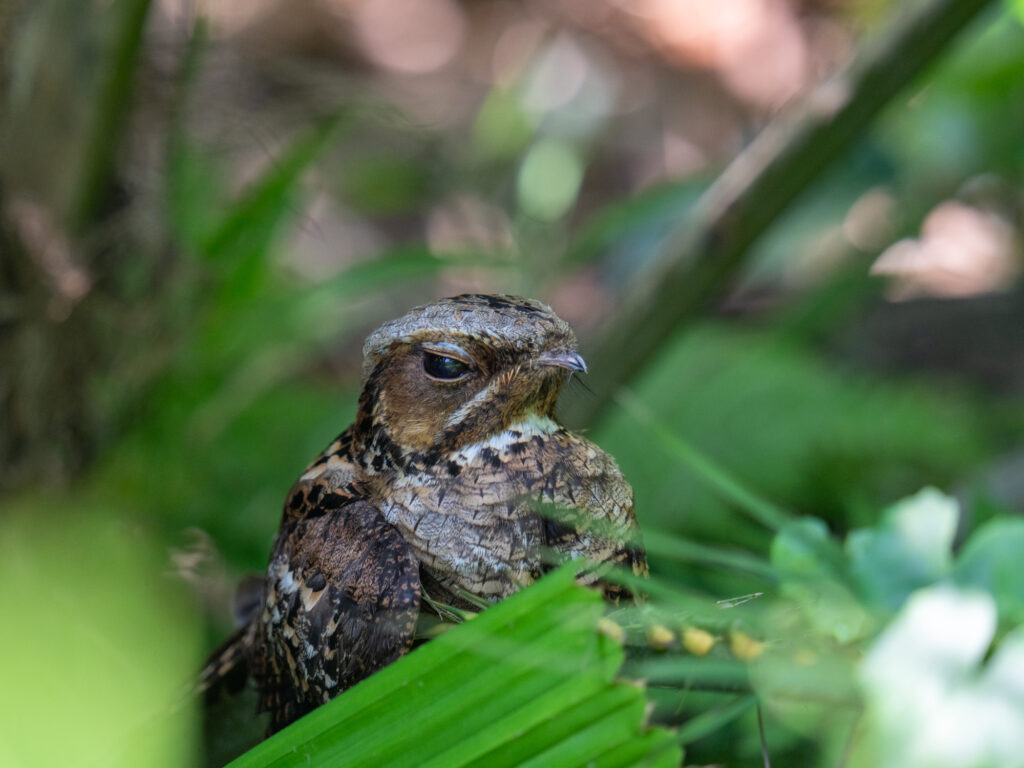 オビロヨタカ(Large-tailed Nightjar)