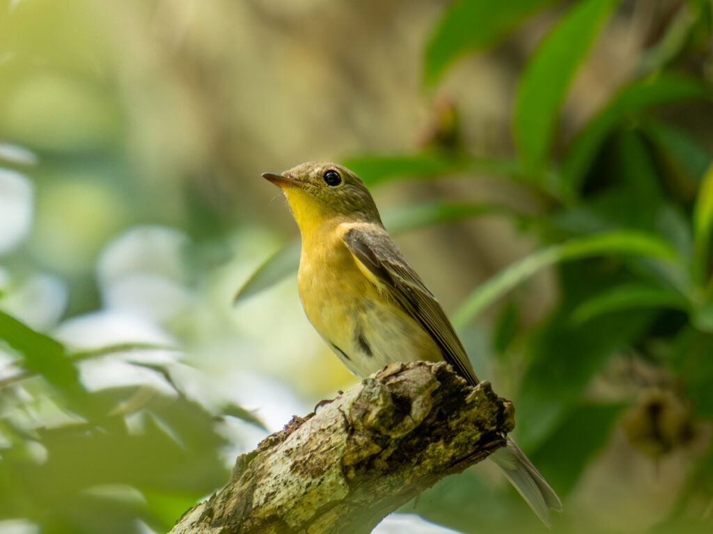 ムギマキ(Mugimaki Flycatcher)