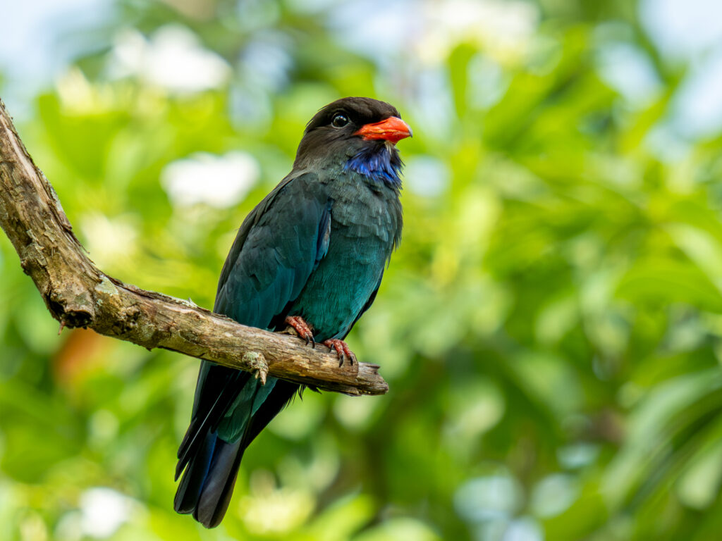 ブッポウソウ(Oriental Dollarbird)
