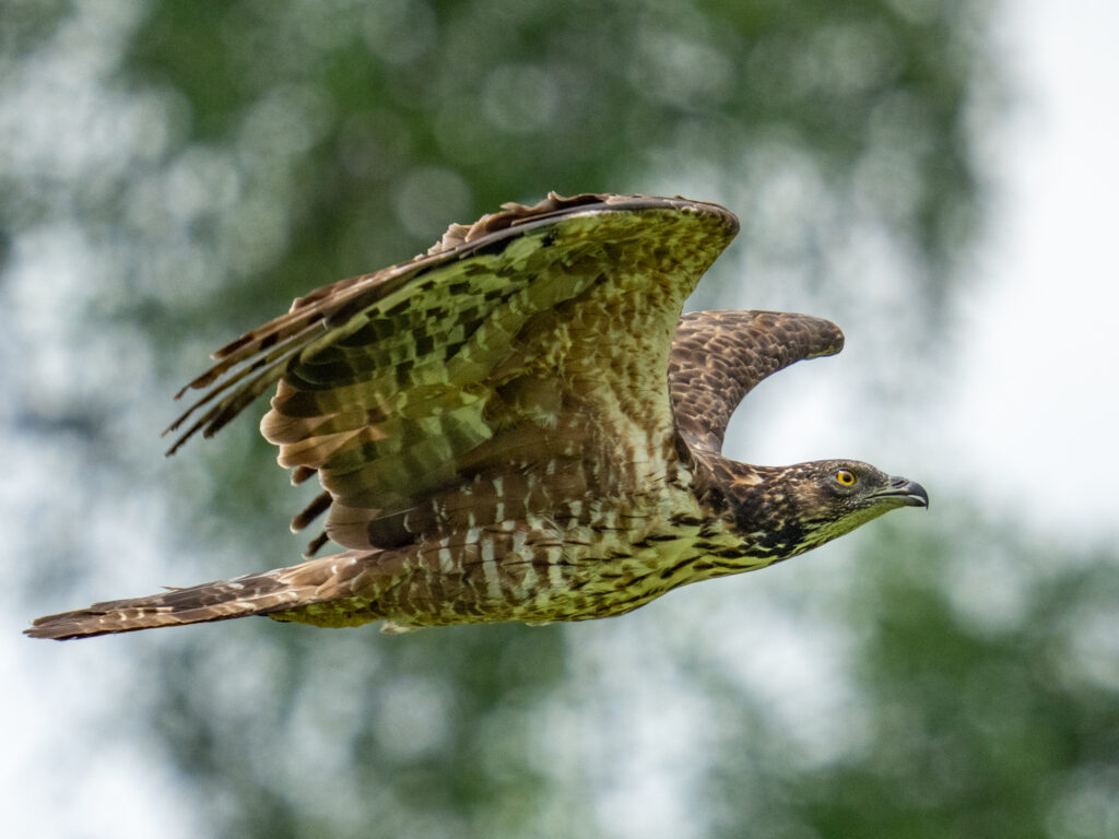 ハチクマ(Oriental Honey-buzzard)
