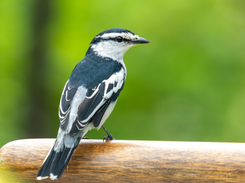 マダラナキサンショウクイ(Pied Triller)