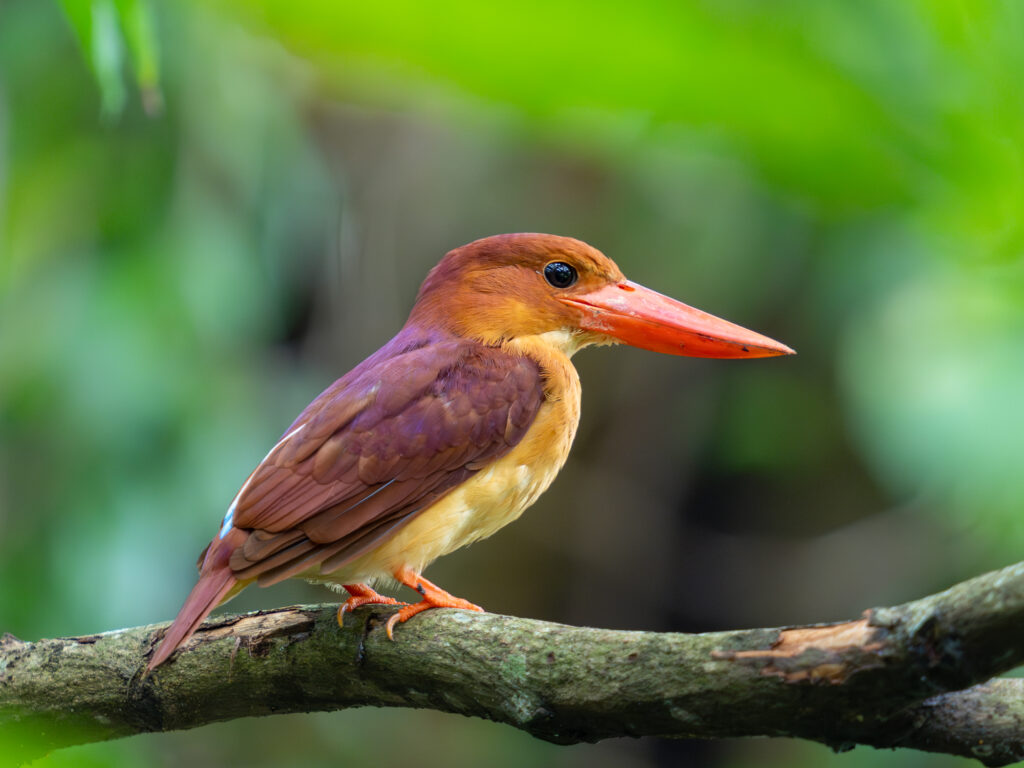 Ruddy Kingfisher