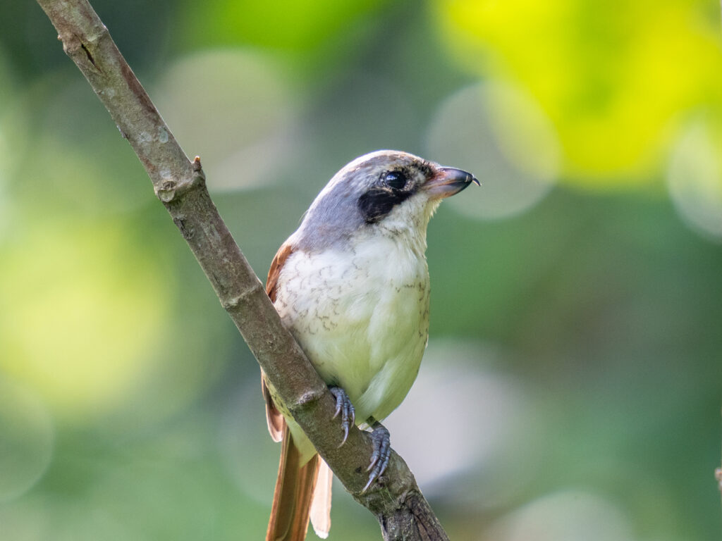 チゴモズ(Tiger Shrike)