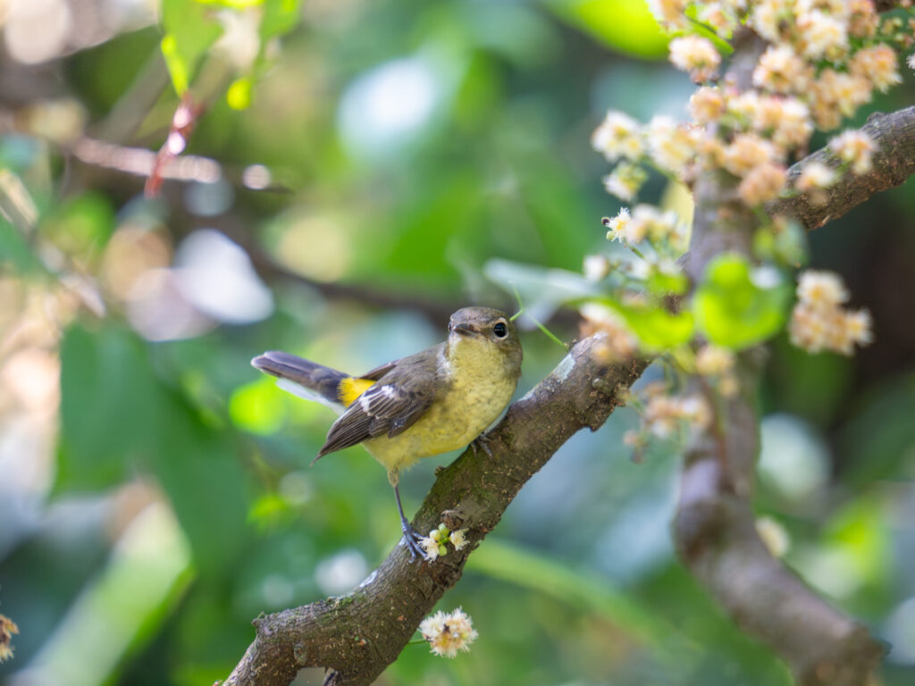 マミジロキビタキ(Yellow-rumped Flycatcher)