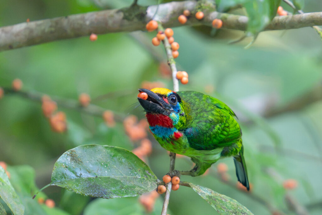 ノドアカゴシキドリ Red-throated Barbet