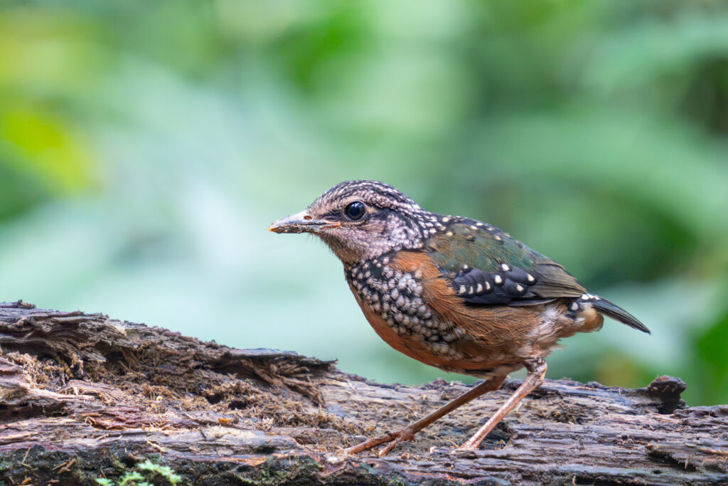チャガシラヤイロチョウ(幼鳥) Rusty-naped Pitta
